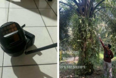 Warga Pamenang Terancam 7 Tahun Penjara, Kepergok Curi Sawit dan CCTV