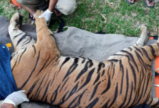 BKSDA Jambi Ungkap Tiga Kasus Perdagangan Kulit Harimau Sumatera