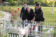 Vladimir Putin Dapat Hadiah dari Kim Jong Un Dua Anjing Langka di Taman Geumsusan