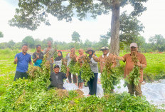 Sutan Adil Hendra, Sosok Pejuang Petani Istiqomah Wujudkan Ketahanan Pangan Jambi