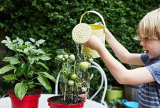 Tips Mudah Merawat Tanaman agar Tetap Subur dan Sehat