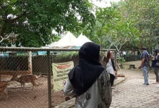 Taman Rimba Jambi Berbenah Menjelang Libur Akhir Tahun