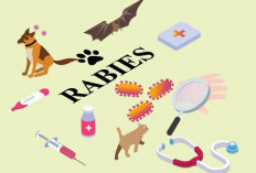 Cuci Luka 15 Menit Jadi Pertolongan Pertama Penting pada Gigitan Hewan Penular Rabies