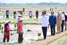 Kabar Bahagia dari Presiden Joko Widodo, Subsisdi Pupuk untuk Petani Bertambah