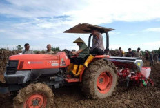 Bupati BBS Tanam Jagung Hibrida dengan Alat Mesin Traktor 