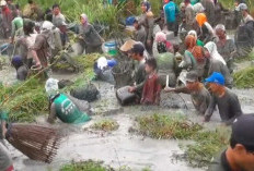 Menjaga Tradisi Bekarang di Musim Kemarau, Warga Muaro Jambi Antusias 