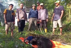 Giliran Beruang Madu Terkena Jeratan