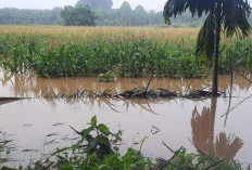 11 Hektar Lahan Siap Panen Terendam Banjir, Kerugian Capai Rp 500 Juta