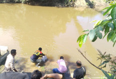Wakil Bupati Tebo Tebar 60 Ribu Bibit Ikan di Sungai Sekalo Kecamatan Sumay, Salah Satunya Ikan Arwana
