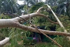 Pohon Tumbang Timpa Rumah Warga, Waspada Hujan dan Angin Kencang 