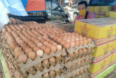  Harga Telur di Bungo Naik Menjelang Nataru