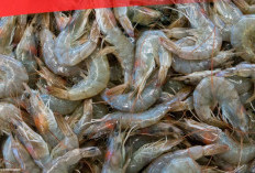 Efek Tarif Trump, Eksportir Udang Diminta Optimalkan Pasar Jepang dan Eropa 