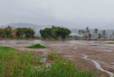 Puluhan Hektar Lahan Sawah Rusak Akibat Banjir Melanda Sungaipenuh