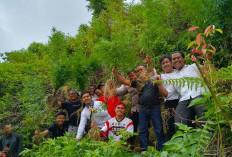 Polisi Temukan Ladang Ganja di Kerinci