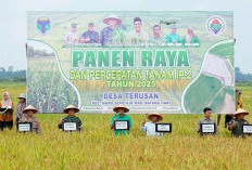 Bupati Batang Hari Hadiri Panen Raya dan Percepatan Tanam IP 2 di Desa Terusan