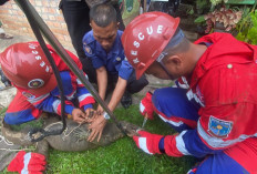 Seekor Biawak Mengamuk di Rumah Warga, Tim Damkartan Kota Jambi Lakukan Evakuasi