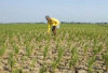 Ratusan Hektare Sawah Kekeringan, Petani Berharap Irigasi Bantuan Pompa Air