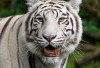 Harimau Benggala Datang, Harimau Sumatera Segera Menyusul! Taman Rimbo Jambi Siap Tambah Koleksi Sang Raja Hut