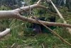 Pohon Besar Tumbang dan Menimpa Rumah Semi Permanen di Kelurahan Simpang Tanjab Timur