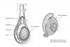 8 Penyebab Nyeri Testis yang Perlu Diwaspadai