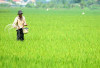 Pemkot Jambi Pertahankan 459 Hektare Sawah 