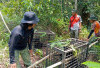 BKSDA Jambi Lepasliarkan Satwa Liar ke Habitat Asli di Hutan Harapan