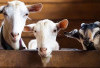 Gus Baha Lebih Memilih Kurban Kambing daripada Sapi, Ternyata  Ini Alasannya 