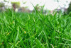 Catat! 3 Cara Basmi Rumput Liar Agar Tidak Merusak Lingkungan, Hanya Pakai Bahan Alami!