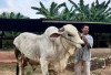 Presiden Prabowo Beli Sapi Milik Peternak Batang Hari, Seberat 818 Kg untuk Kurban