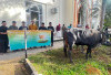  Idul Adha 1446 H, UIN STS Jambi Sembelih 25 Hewan Kurban