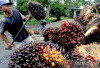 Harga Sawit Turun Lagi