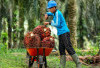 Harga Kelapa Sawit Naik 8 Persen