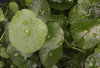Centella Asiatica, Tanaman Herbal yang Populer dalam Skincare dan Bermanfaat untuk Atasi Jerawat