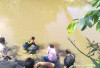 Wakil Bupati Tebo Lepas 60 Ribu Bibit Ikan Di Sungai Sekalo Kecamatan Sumay