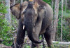 Hanya Tersisa Sekitar 100 Ekor, Gajah Sumatera Tersebar di Tiga Kantong Populasi