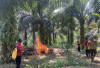 Kala Api Menyulut Kesadaran untuk Peduli Hutan di Batu Putih