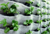 Hadirkan Vertical Garden dengan Sistem Kantung 