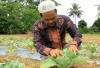 Petani di Tanjatim Kembangkan Bunga Kol, Di Dataran Rendah
