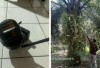 Warga Pamenang Terancam 7 Tahun Penjara, Kepergok Curi Sawit dan CCTV