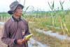 Masuk Musim Hujan, Petani Pilih Tanam Jagung Hibrida