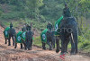 BKSDA Jambi Pastikan Tim Giring Kawanan Gajah Masuk Hutan Setelah Terjadi Insiden Fatal