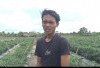 Petani Menangis Buang Cabai Busuk, Hasil Panen Diserang Hama Jamur