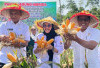 Bupati Hurmin Panen Jagung dan Ikan Lele di Batu Ampar, Dorong Ketahanan Pangan Sarolangun
