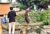 BPBD Imbau Warga Waspadai Pohon Tumbang