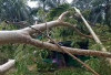 Pohon Tumbang Timpa Rumah Warga, Waspada Hujan dan Angin Kencang 